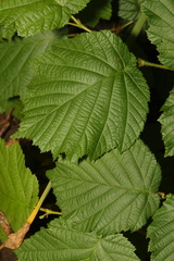 Corylus avellana — photo 3