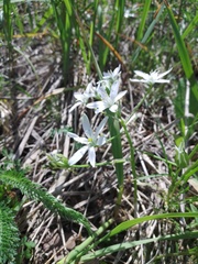 Ornithogalum orthophyllum