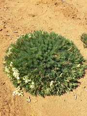 Lechenaultia macrantha