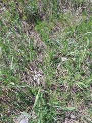 Ornithogalum orthophyllum