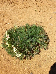 Lechenaultia macrantha