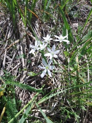 Ornithogalum orthophyllum