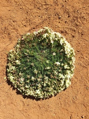 Lechenaultia macrantha