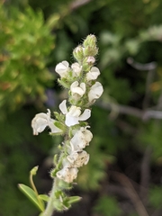 Sairocarpus coulterianus