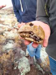 Chersobius boulengeri