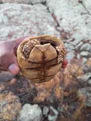 Chersobius boulengeri