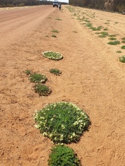 Lechenaultia macrantha