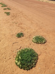 Lechenaultia macrantha