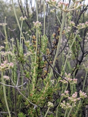 Eriogonum fasciculatum foliolosum