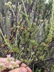 Eriogonum fasciculatum foliolosum