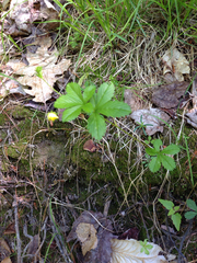 Potentilla simplex