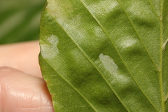 Aceria nervisequa