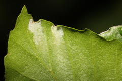 Aceria nervisequa