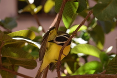 Pitangus sulphuratus