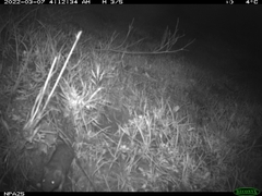 Nothocricetulus migratorius