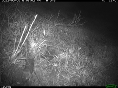 Nothocricetulus migratorius