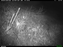 Nothocricetulus migratorius