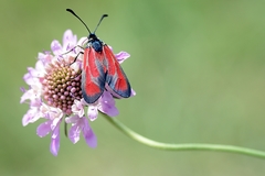 Zygaena erythrus