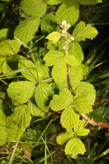 Rubus tuberculatus