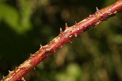 Rubus tuberculatus