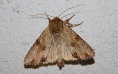 Apamea sublustris