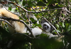 Propithecus diadema