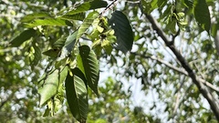 Carpinus kawakamii
