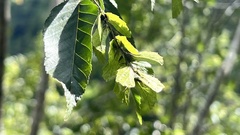 Carpinus kawakamii