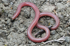 Xerotyphlops vermicularis