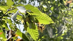 Carpinus kawakamii