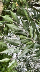 Carpinus kawakamii
