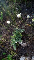 Tanacetum poteriifolium