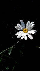 Tanacetum poteriifolium