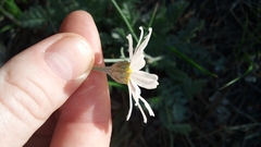 Tanacetum poteriifolium