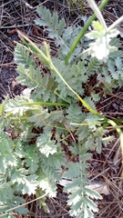 Tanacetum poteriifolium