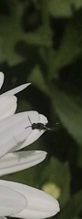 Hylaeus leptocephalus