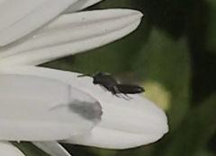 Hylaeus leptocephalus