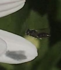 Hylaeus leptocephalus