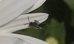 Hylaeus leptocephalus