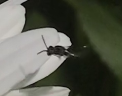 Hylaeus leptocephalus