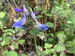 Lathyrus polyphyllus