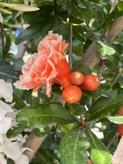 Punica granatum