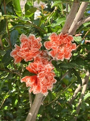 Punica granatum