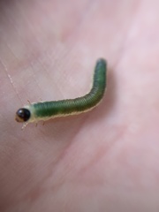 Empria