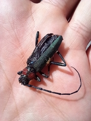 Aromia moschata ambrosiaca