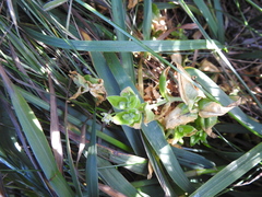 Stellaria littoralis