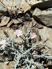 Stephanomeria parryi