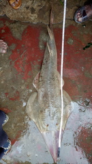 Glaucostegus younholeei