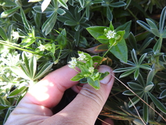 Stellaria littoralis