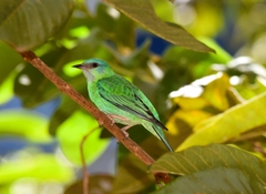 Dacnis cayana